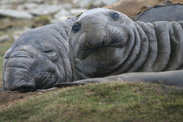 Elephant Seals