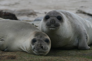 Naklejka premium Elephant Seals