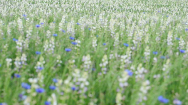 Feld