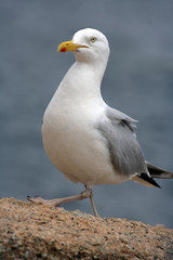 Goeland argenté sur un rocher