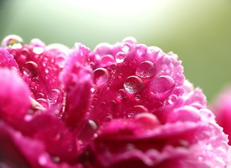 Wet carnation