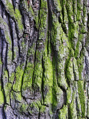Holz