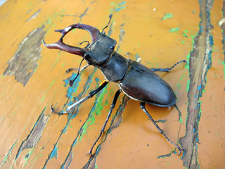 stag-beetle