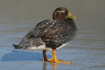 Falkland Islands Steamer Duck
