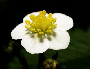 Erdbeerblüte