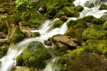 torrent