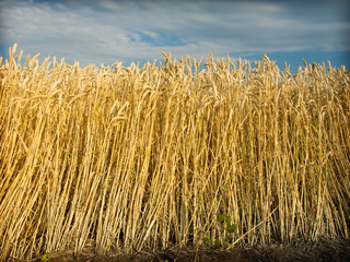 golden wheat