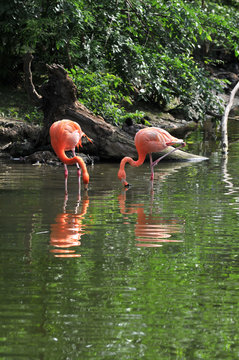 Fototapeta Flamingos Eating