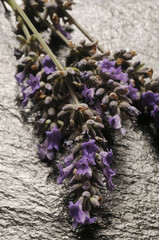 Fiori di lavanda su ardesia