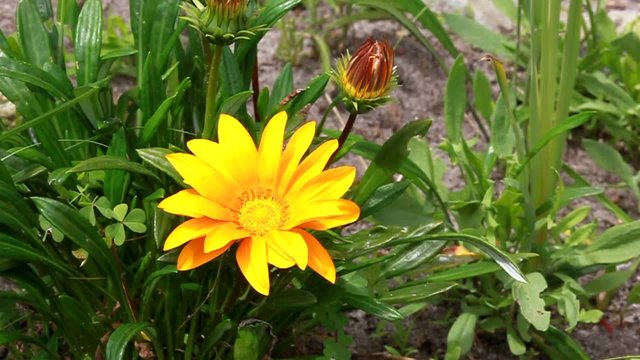 fleur annuelle jaune