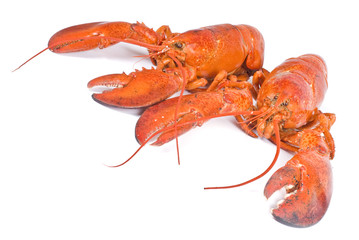 Two Lobsters