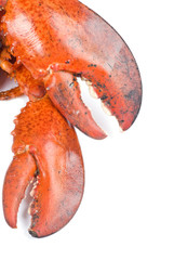 Lobster Claws