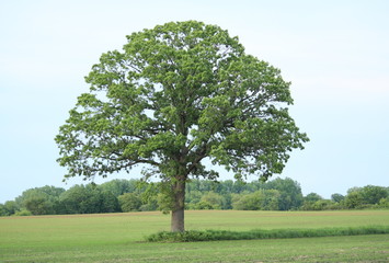 Fototapeta na wymiar Majestic Perfect Oak Tree