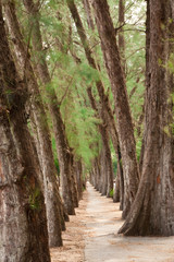 Walkway between pine rows near coast of eastern Thailand