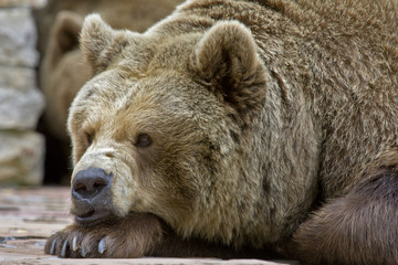 Fototapeta premium Braunbär