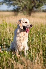 Dog-golden retriever