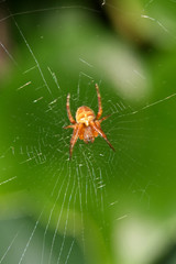 Spider 2
