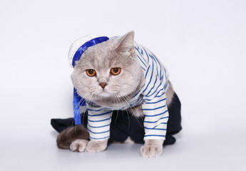 British cat in a suit of the seaman.