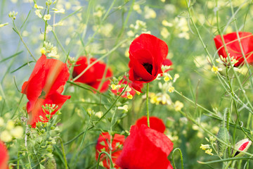 Poppies