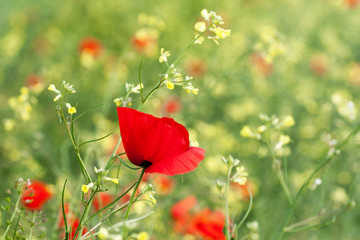Fototapeta premium Poppies