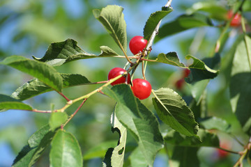 Cerises