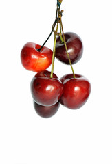 Hanging bunch of ripe cherries isolated on white
