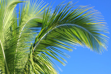 Fototapeta premium des palmes de cocotier sur fond de ciel bleu