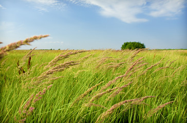 grassland