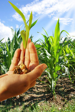campo di granoturco e mano con piantina