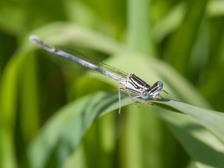 Azure Damselfly (Coenagrion puella)