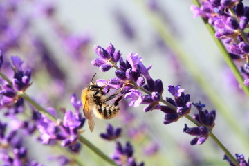 Lavendelblüten mit Hummel