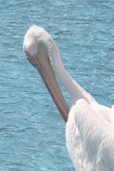 Pelican