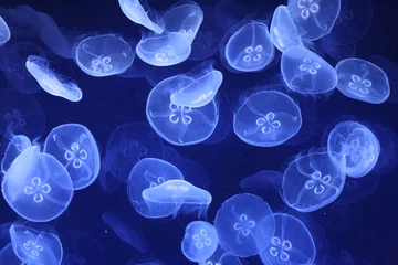 jellyfish swarm © Alison Holcroft