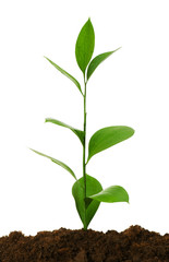 Seedlings illustrating the concept of new life