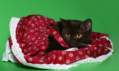 Black cat in a red dress.
