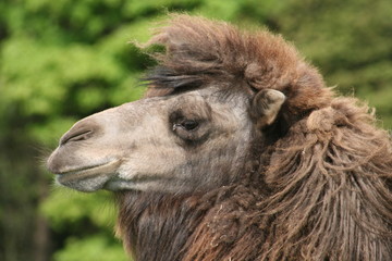 Fototapeta premium camel