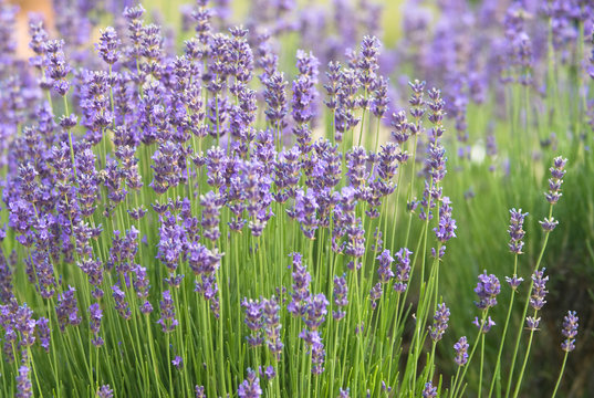 Close-up of lavenders