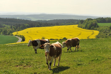 Kühe in Rittersdorf