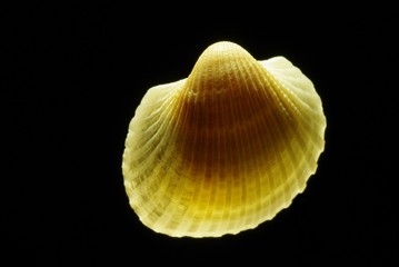 貝殻コレクション