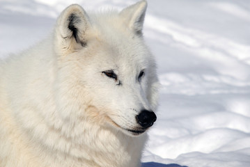Arctic Wolf