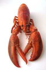 Astice - Homarus vulgaris