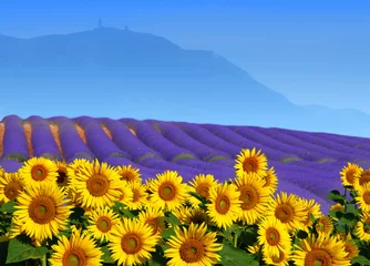 Foto op Plexiglas zonnebloem en lavendel © Tilio & Paolo