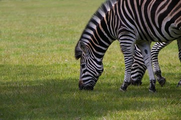 Fototapeta na wymiar Zebra am Grasen