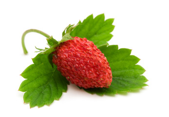 wild strawberry on white background