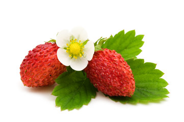 wild strawberries on white background