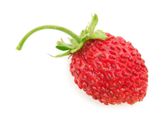 wild strawberry on white background