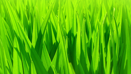 fresh green leaves background