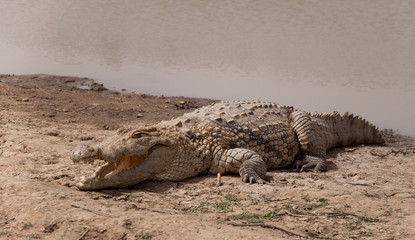 The Sacred Crocodiles Of Bazoulé, Burkina Faso