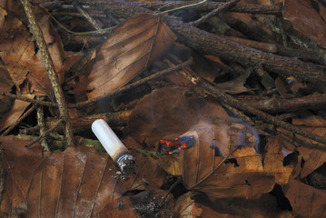Waldbrandgefahr2