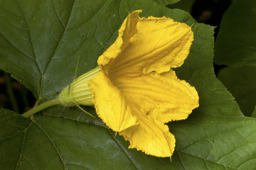 Obraz premium Pumpkin flower